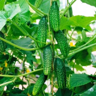 Огурец Отело F1 0,3 г Н11 Огурец Отело F1 0,3 г Н11 фото