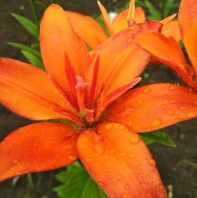 Лилия Игл Ай - Dolina-Sad.Ru