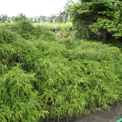 Кипарисовик горохоплодный Филифера Грацилис Кипарисовик горохоплодный Филифера Грацилис фото