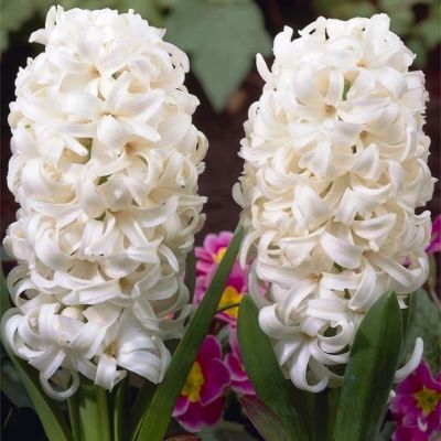 Гиацинт Мадам Софи Гиацинт Мадам Софи фото