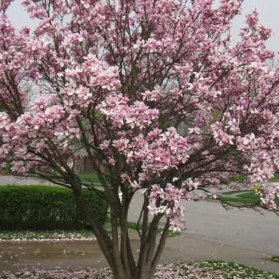 Магнолия Камео Магнолия Камео - Dolina-Sad.Ru