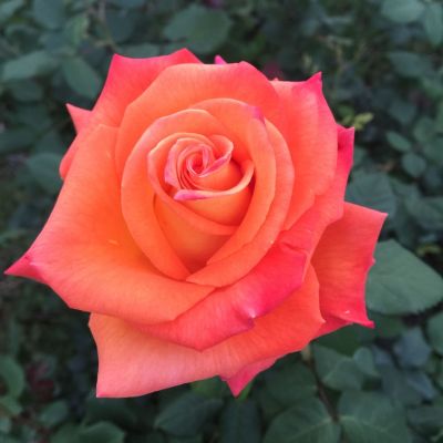 Роза Коралин Роза Коралин - Dolina-Sad.Ru