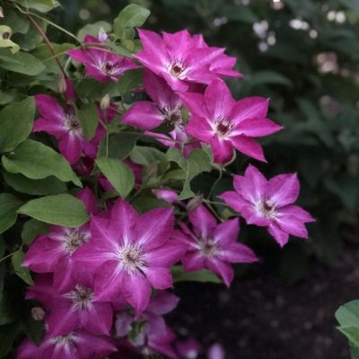 Клематис Полония Реститута Клематис Полония Реститута - Dolina-Sad.Ru