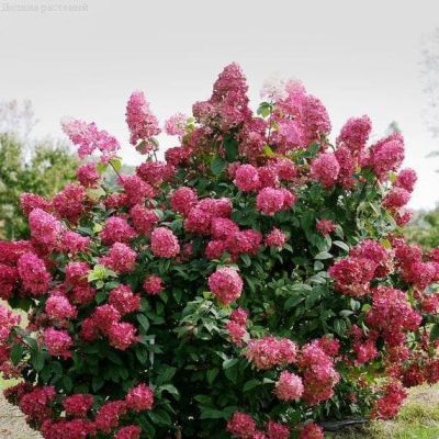 Гортензия метельчатая Вимс Ред, С3 - Dolina-Sad.Ru