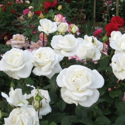 Роза Метрополитен в горшке - Dolina-Sad.Ru