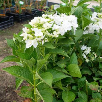 Гортензия крупнолистная Финия Гортензия крупнолистная Финия - Dolina-Sad.Ru