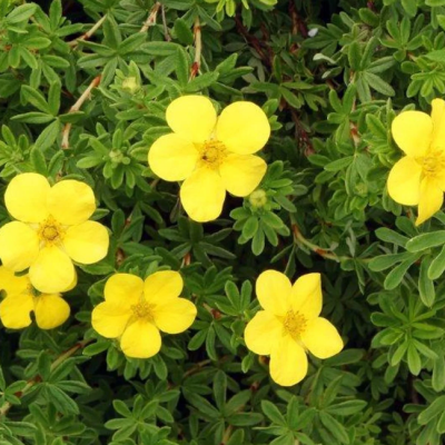 Лапчатка кустарниковая Хендлин Белла Лапчатка кустарниковая Хендлин Белла фото