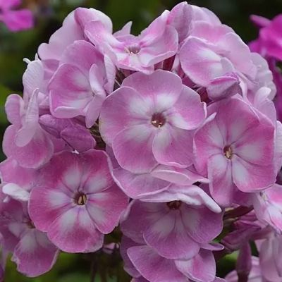 Флокс метельчатый Юник Олд Пинк - Dolina-Sad.Ru