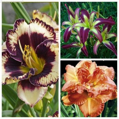 Микс лилейников (1+1=3) Микс лилейников (1+1=3) фото