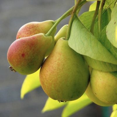 Груша Москвичка Груша Москвичка - Dolina-Sad.Ru