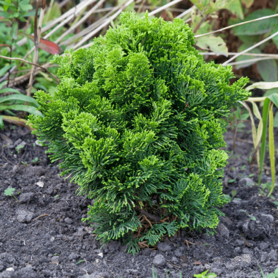 Кипарисовик туполистный Мероке Кипарисовик туполистный Мероке фото