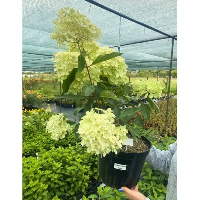 Гортензия метельчатая Фантом, С7,5 Гортензия метельчатая Фантом, С7,5 - Dolina-Sad.Ru