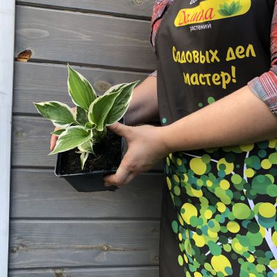 Хоста Патриот Хоста Патриот фото