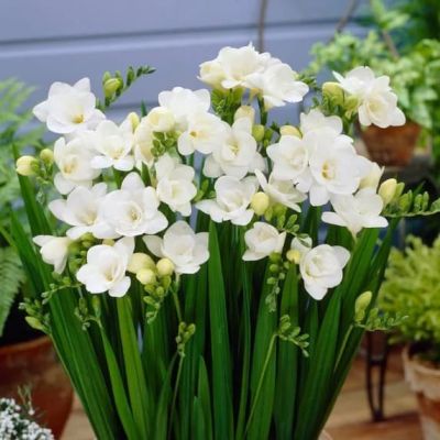 Фрезия Дабл вайт Фрезия Дабл вайт фото