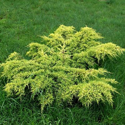 Можжевельник средний Голд Кост, С3 - Dolina-Sad.Ru