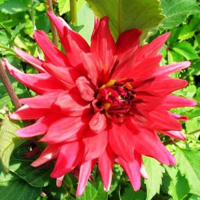 Георгина Рэд Пигми Георгина Рэд Пигми фото