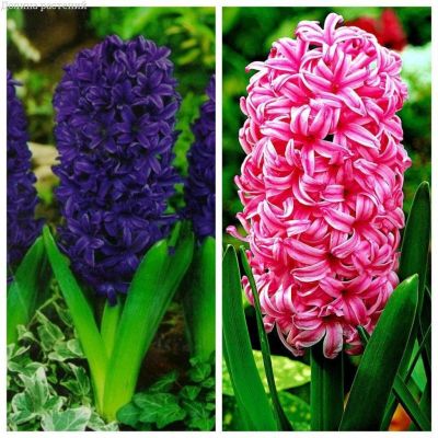 Комплект Гиацинтов Комплект Гиацинтов фото