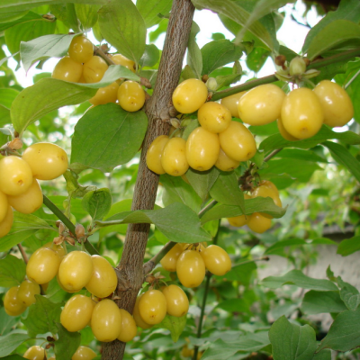 Кизил Янтарный Кизил Янтарный фото