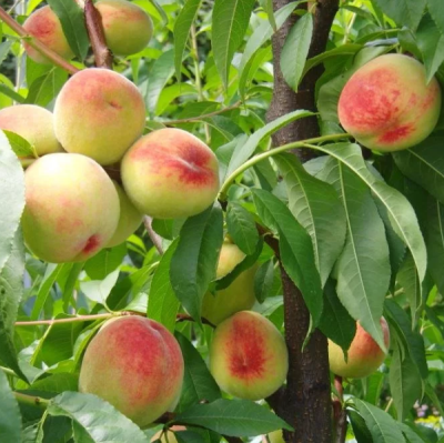 Персик Белгородский фото