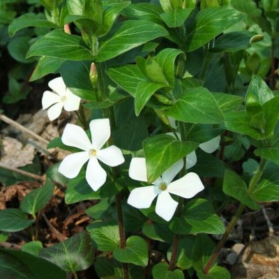 Барвинок большой Альба - Dolina-Sad.Ru