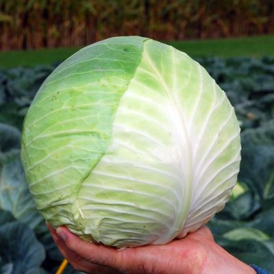 Капуста Белокочанная Центурион F1 (Clause/Франция) Капуста Белокочанная Центурион F1 (Clause/Франция) фото