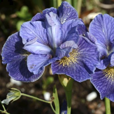 Ирис Магнетизм Ирис Магнетизм - Dolina-Sad.Ru