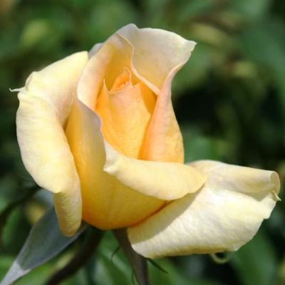 Роза Казанова Роза Казанова фото