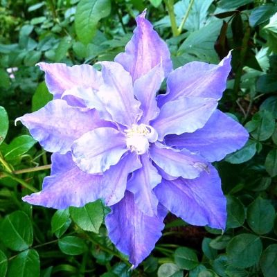 Клематис Мазуры Клематис Мазуры фото