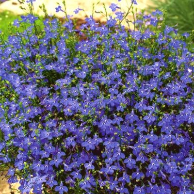 Лобелия Сапфир Лобелия Сапфир - Dolina-Sad.Ru