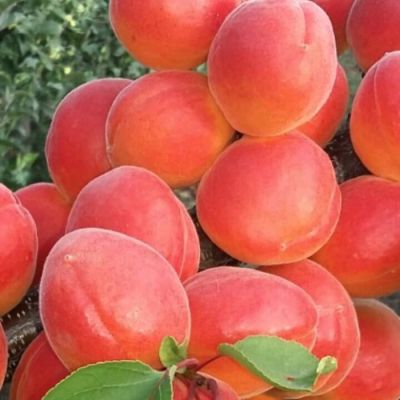 Абрикос Цунами Абрикос Цунами - Dolina-Sad.Ru