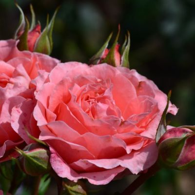 Роза Корал желе Роза Корал желе - Dolina-Sad.Ru