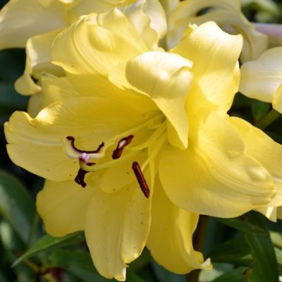 Лилия Экзотик Сан Лилия Экзотик Сан фото