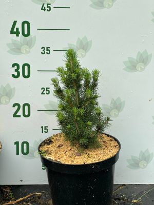 Ель канадская Дейзи Уайт, С3 - Dolina-Sad.Ru