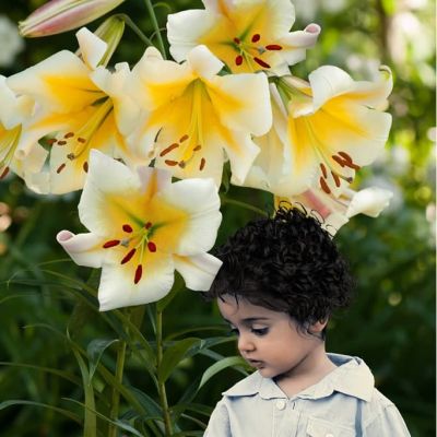 Лилия Мисс Пекьюлиар Лилия Мисс Пекьюлиар фото