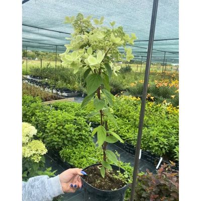 Гортензия метельчатая Пастель Грин, С3 - Dolina-Sad.Ru