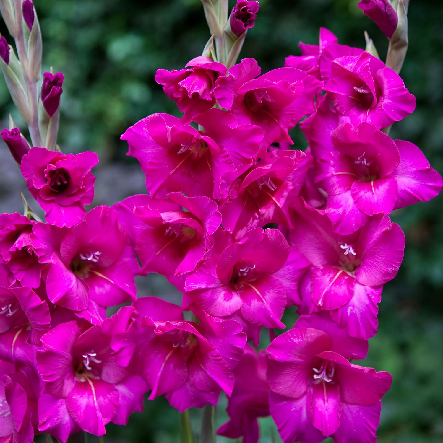 Гладиолус Казимир Гладиолус Казимир - Dolina-Sad.Ru