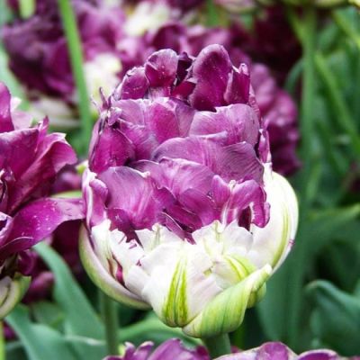 Тюльпан Блу Уоу Тюльпан Блу Уоу фото