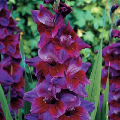 Гладиолус Вельвет Айз Гладиолус Вельвет Айз фото