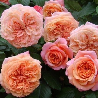 Роза Коин Роза Коин - Dolina-Sad.Ru