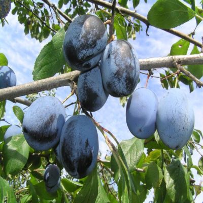 Слива Синий Дар Слива Синий Дар - Dolina-Sad.Ru