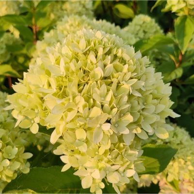 Гортензия метельчатая Би Грин Гортензия метельчатая Би Грин - Dolina-Sad.Ru