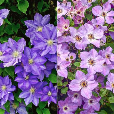 Набор клематисов Утро в саду - Dolina-Sad.Ru