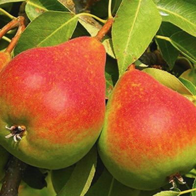 Груша Любимица Клаппа Груша Любимица Клаппа - Dolina-Sad.Ru