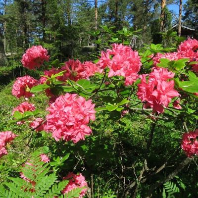 Рододендрон Хомебуш Рододендрон Хомебуш - Dolina-Sad.Ru