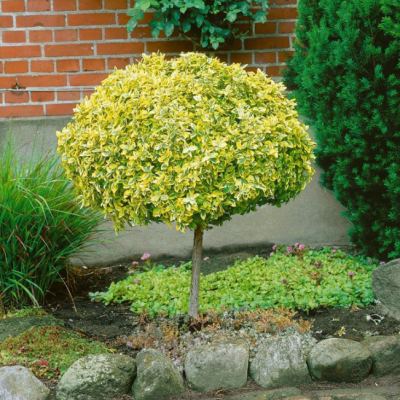 Бересклет японский Ауреомаргината Бересклет японский Ауреомаргината фото