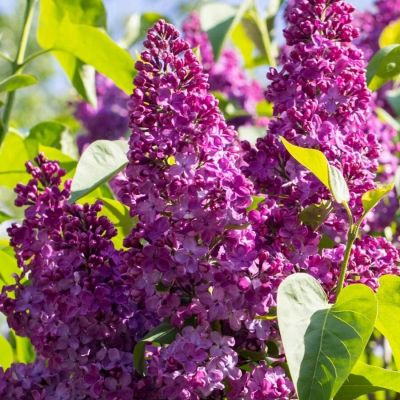 Сирень обыкновенная Маршал Фош, С2 - Dolina-Sad.Ru