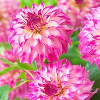 Георгина Колорадо Классик Георгина Колорадо Классик фото