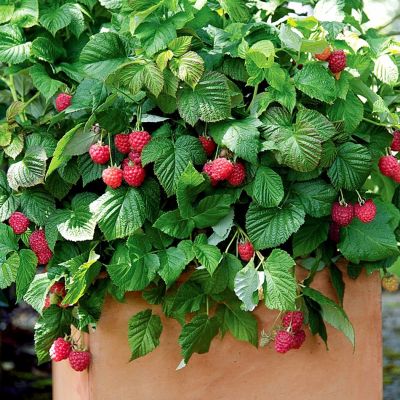 Малина Бон Бон Берри/Ремонтантная - Dolina-Sad.Ru