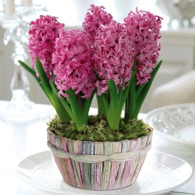 Гиацинт Пинк Перл фото