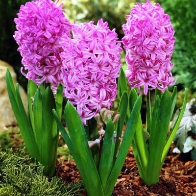 Гиацинт Пинк Перл фото